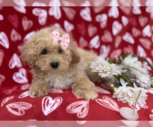 Medium Photo #8 Bichpoo Puppy For Sale in LAKELAND, FL, USA