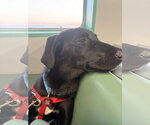 Small #1 Labrador Retriever Mix