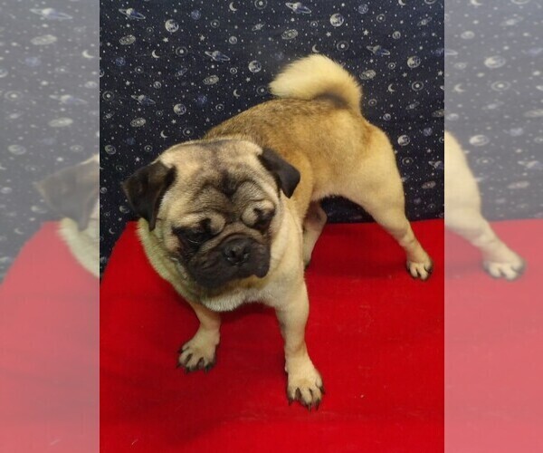 Medium Photo #4 Pug Puppy For Sale in PATERSON, NJ, USA