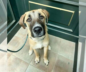 Mountain Cur-Unknown Mix Dogs for adoption in Boston, MA, USA