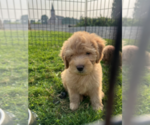 Small #2 Goldendoodle (Miniature)