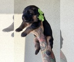 Small #27 German Shepherd Dog
