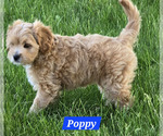 Small Photo #29 Cavapoo Puppy For Sale in BATESVILLE, IN, USA