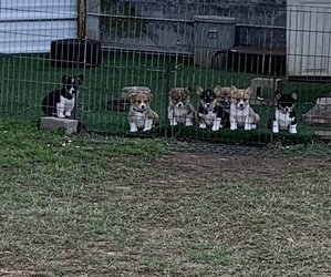 Pembroke Welsh Corgi Litter for sale in BURLESON, TX, USA