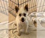 Small #1 Mutt