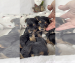 Small Photo #6 Yorkshire Terrier Puppy For Sale in FENTON, MI, USA