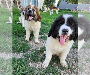 Anatolian Shepherd-Karakachan Mix Litter for sale in STEWARTSVILLE, MO, USA