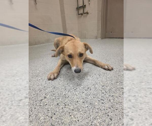 Medium Photo #1 Labrador Retriever-Unknown Mix Puppy For Sale in Conroe, TX, USA