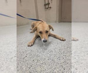 Labrador Retriever-Unknown Mix Dogs for adoption in Conroe, TX, USA