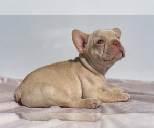 French Bulldog Puppy for sale in RAEFORD, NC, USA