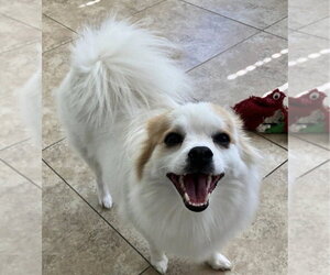 Pomimo Dogs for adoption in San Diego , CA, USA