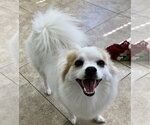 Small Pomimo