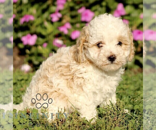 Medium Photo #2 Cavapoo (Miniature) Puppy For Sale in QUARRYVILLE, PA, USA