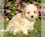 Small #1 Cavapoo (Miniature)