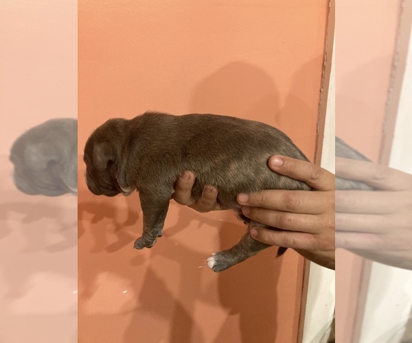 Medium Photo #5 American Pit Bull Terrier Puppy For Sale in STONE MOUNTAIN, GA, USA