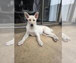 Small Siberian Husky Mix