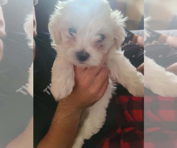 Medium Photo #1 Maltipoo (Miniature) Puppy For Sale in ELECTRA, TX, USA