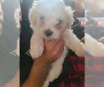 Small Maltipoo (Miniature)