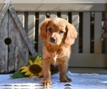 Small #2 Cavapoo