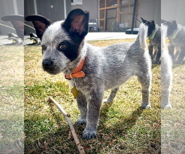 Medium Photo #2 Mutt Puppy For Sale in Sandy, UT, USA