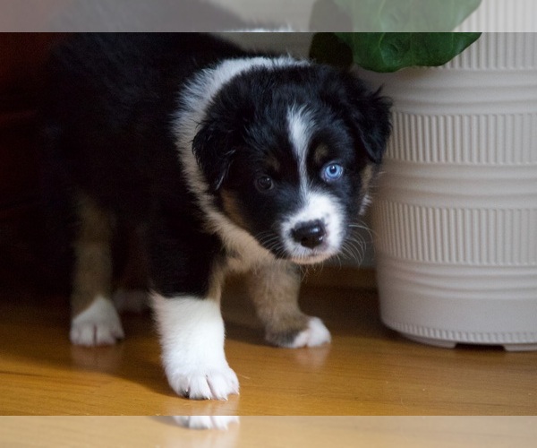 Medium Photo #3 Australian Shepherd Puppy For Sale in GREER, SC, USA