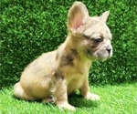 Small Photo #10 French Bulldog Puppy For Sale in ANDERSONVILLE, TN, USA