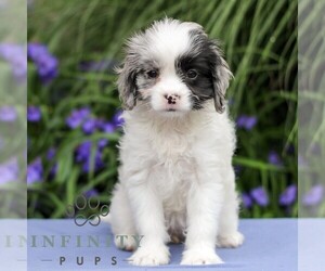 Cavapoo Puppy for sale in EAST EARL, PA, USA