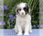 Small Cavapoo