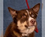 Small Photo #2 Border Collie Puppy For Sale in Lake Forest, CA, USA