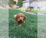 Small Photo #10 Irish Doodle Puppy For Sale in NAMPA, ID, USA
