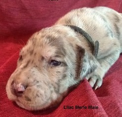 Great Dane Puppy for sale in POTOSI, MO, USA