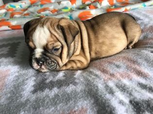 English Bulldog Puppy for sale in CHARLESTON, SC, USA