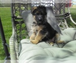 Small Photo #5 German Shepherd Dog Puppy For Sale in MILFORD, IN, USA