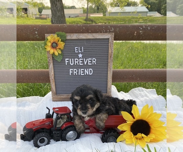 Medium Photo #1 Aussiedoodle Miniature  Puppy For Sale in BLOOMFIELD, IN, USA