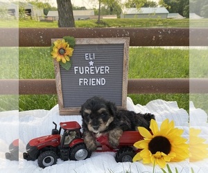 Aussiedoodle Miniature Puppy for sale in BLOOMFIELD, IN, USA