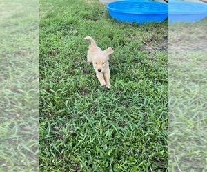 Golden Retriever Puppy for sale in PINELLAS PARK, FL, USA