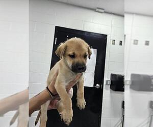 German Shepherd Dog-Unknown Mix Dogs for adoption in Temple, TX, USA