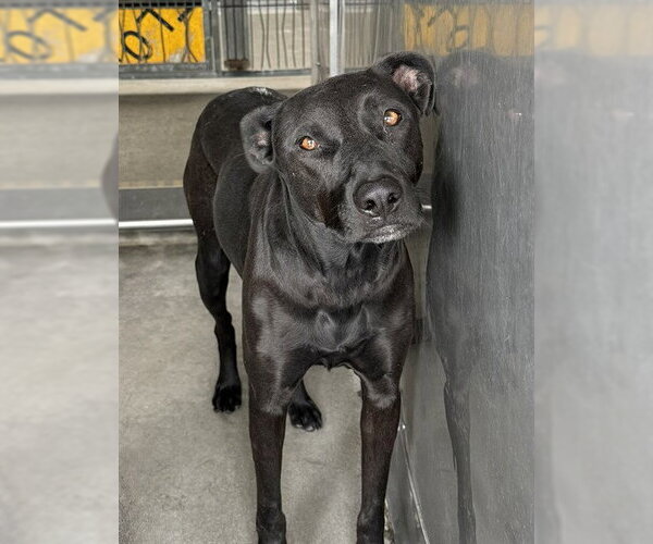 Medium Photo #1 Labrador Retriever-Unknown Mix Puppy For Sale in San Bernardino, CA, USA