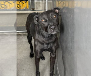 Labrador Retriever-Unknown Mix Dogs for adoption in San Bernardino, CA, USA