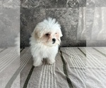 Small Photo #7 Zuchon Puppy For Sale in BOWLING GREEN, KY, USA