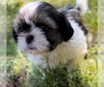 Small Photo #2 Shih Tzu Puppy For Sale in GRANGER, IN, USA