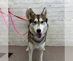 MOJO JOJO - Male Siberian Husky Dog for Adoption - Small photo