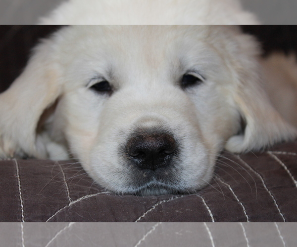Medium Photo #29 English Cream Golden Retriever Puppy For Sale in RINGGOLD, GA, USA