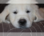Small Photo #29 English Cream Golden Retriever Puppy For Sale in RINGGOLD, GA, USA