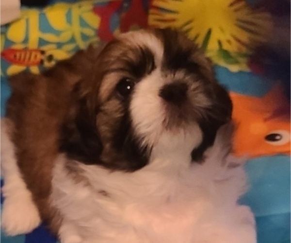 Medium Photo #3 Shih Tzu Puppy For Sale in RALEIGH, NC, USA