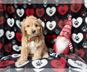 Cock-A-Poo Puppy for sale in LAKELAND, FL, USA