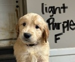Puppy Light Purple Golden Retriever