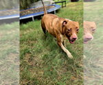 Claire - Female American Staffordshire Terrier-Unknown Mix Dog for Adoption - Small photo