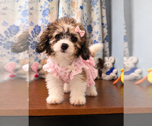 Medium Photo #33 Cockapoo (Miniature) Puppy For Sale in DURHAM, CT, USA