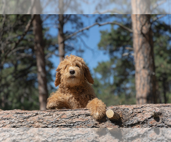 Medium Photo #3 Goldendoodle Puppy For Sale in ELBERT, CO, USA
